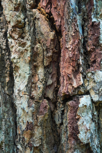 Macro abstract background of rugged tree bark texture with deep cracks, natural organic patterns, and weathered wooden surface