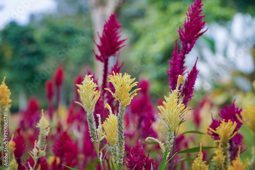 A beautiful landscape view of a botanical park filled with upright yellow and magenta Celosia plumosa flower spikes