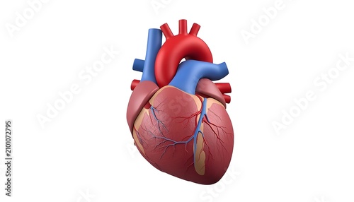 human heart anatomy model