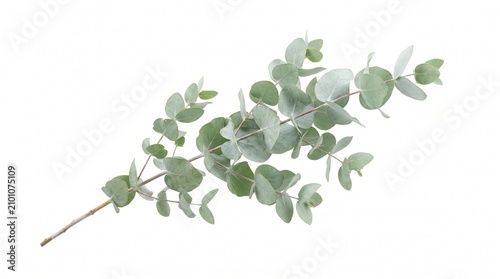Fresh eucalyptus branch with green leaves isolated on white background, natural botanical foliage for floral arrangements, home decor, wellness branding and minimalist design projects