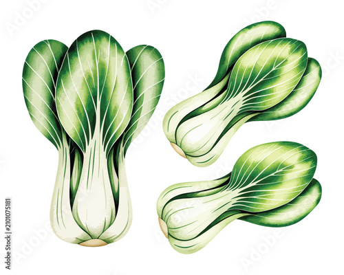 Принти на полотні Watercolor Bok Choy Illustration, Organic Asian Green Vegetable Clipart, Isolate