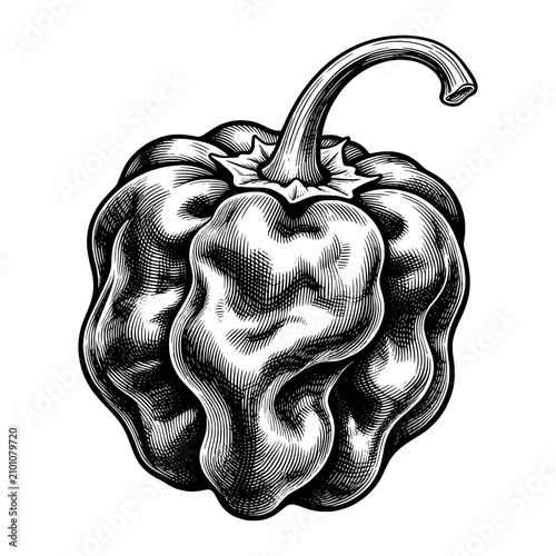 Hand Drawn  Single Whole Carolina Reaper Botanical Illustration