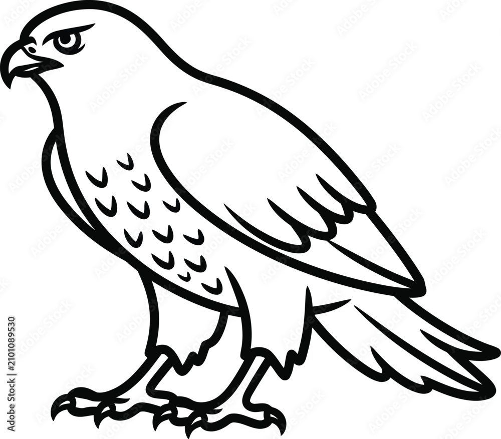 Obraz premium Black and white hawk illustration, bird of prey vector, wildlife icon, animal design element