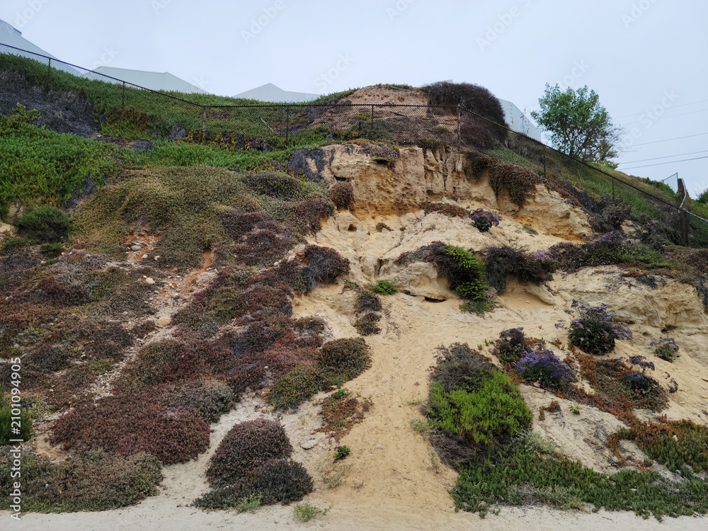 Obraz premium A steep coastal cliff covered with ice plant vegetation and flowers at North Pacific beach in San Diego California under overcast skies