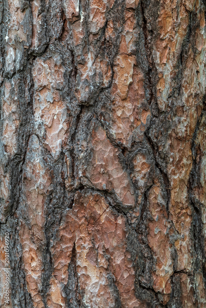 Obraz premium Old wood pine bark texture or background.