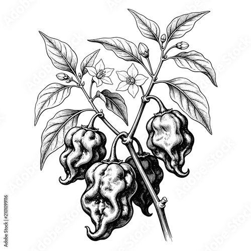 Hand Drawn  Trinidad Moruga Scorpion Branch Botanical Illustration