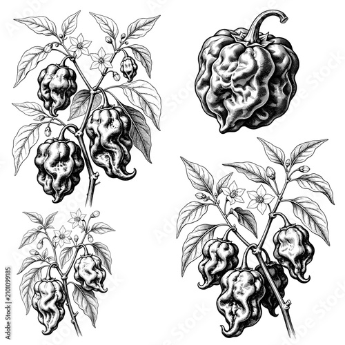 Set Of Hand Drawn  Trinidad Moruga Scorpion Branch Botanical Illustration