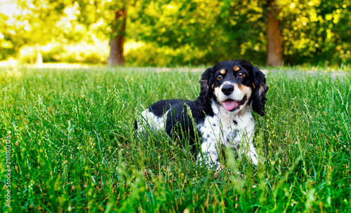 Black and white English Cocker Spaniel dog lying in green grass on a blurred park background. The dog looks straight ahead. Training. The photo is horizontal and blurred.