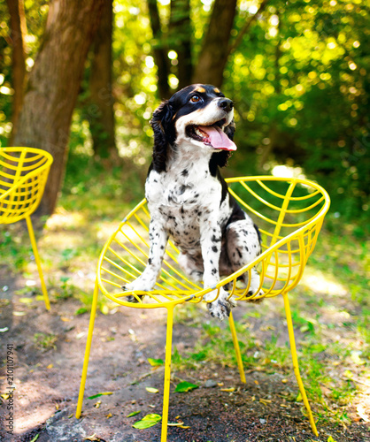Black and white English Cocker Spaniel dog sitting sideways on a yellow chair in the park. The dog looks to the side. Training. The photo is vertical and blurred.