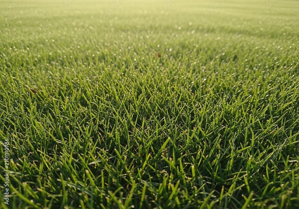 Fototapeta premium Dew-kissed Blades: Morning Light Bathes Lush Greenery in a Gentle Glow