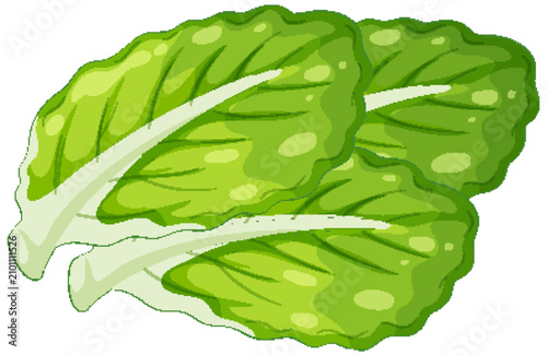 Fresh Green Lettuce Leaves Vector Illustration on White Background