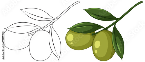 Green Olive Branch Vector Illustration with Line Art and Color