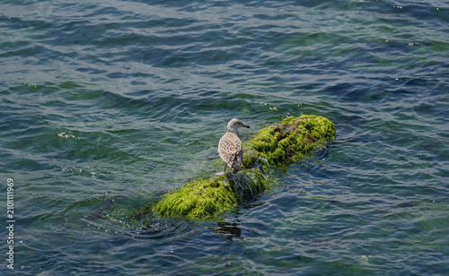 A young seagull perched on a rock by the sea. The rocks are covered in moss.