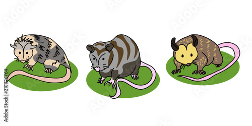 set of cute hand draw opossums in various poses, isolated vector illustration