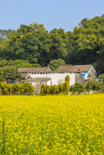 Foto A sea of rapeseed flowers in the rural countryside of southern China in spring