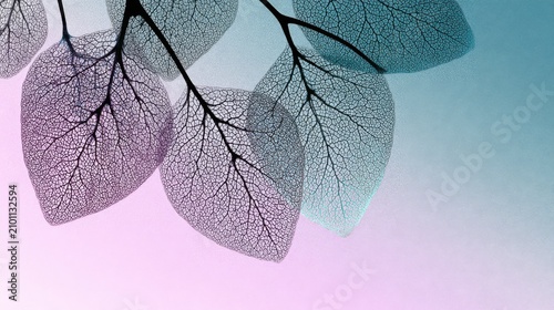 Skeletonized leaves with intricate veins on a pink and teal gradient background