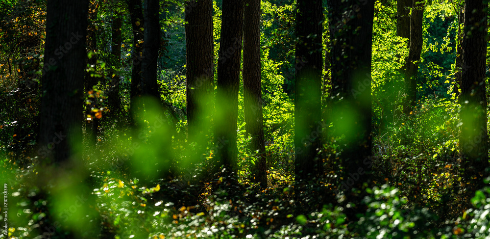 Fototapeta premium Green nature background. Forest and plant bokeh. Spring foliage in sunny park. Backdrop with blurred green trees. Natural green leaf pattern.