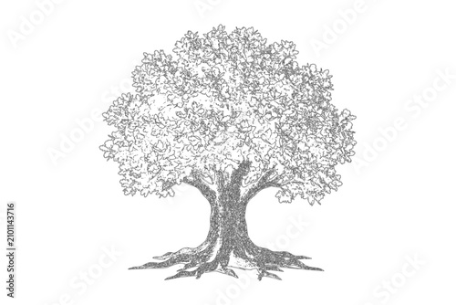 Minimal style cad tree line drawing of a leafy deciduous tree with exposed roots botanical architecture monochrome minimalist illustration landscape environment dendrology forestry drafting