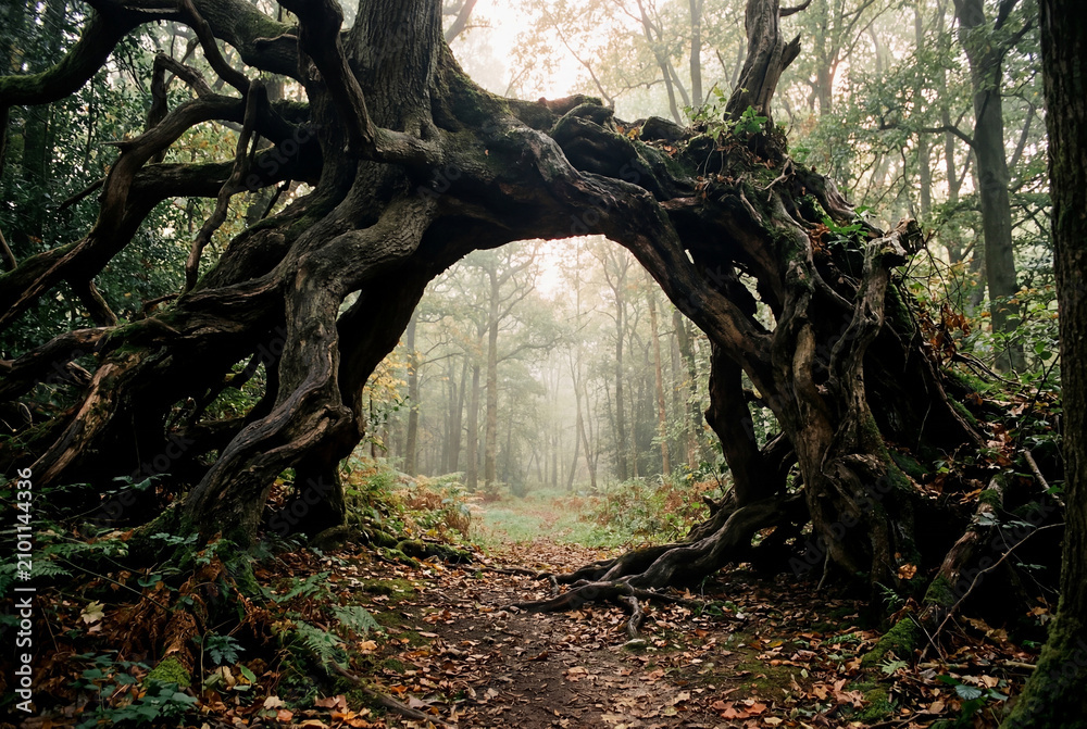 Obraz premium Large ancient tree roots forming an archway over a dirt path in a misty green forest