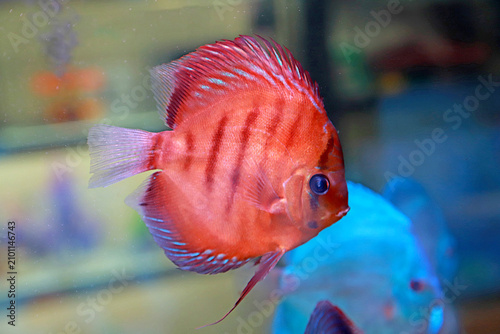 Konstfotografi Close-up of a Red Striped Discus Fish in an Aquarium