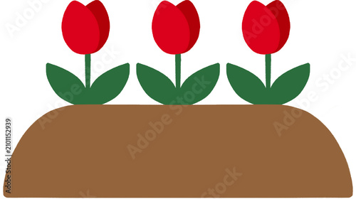 Tulip in Garden