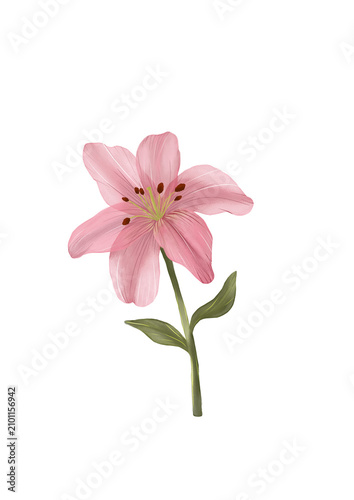 Pink Flower Botanical Illustration Isolated on White Background