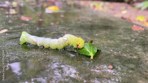 Caterpillar Munching on a Leaf: A vibrant green caterpillar, glistening with dew, is captured in a close-up shot as it meticulously chews on a fresh green leaf.