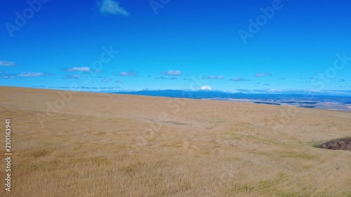 Rippling hills of wheat in wind with Mount Hood background