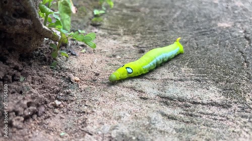 Vibrant Green Caterpillar on Textured Ground: A close-up of a bright green caterpillar with striking blue markings slowly moves across a rough, textured concrete surface.