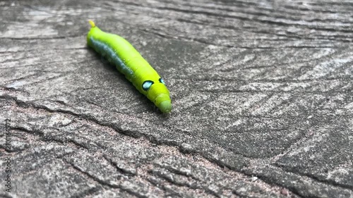 Green Caterpillar on Stone: A vibrant green caterpillar with striking blue-ringed eye spots rests on a textured stone surface, its segmented body a vivid contrast against the earthy tones.