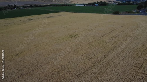 Low light top down over wheat with heavy winds rippling the field.