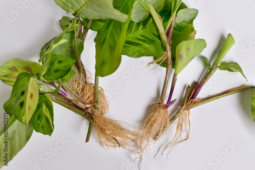 Maranta houseplant cuttings with long bare roots on white background