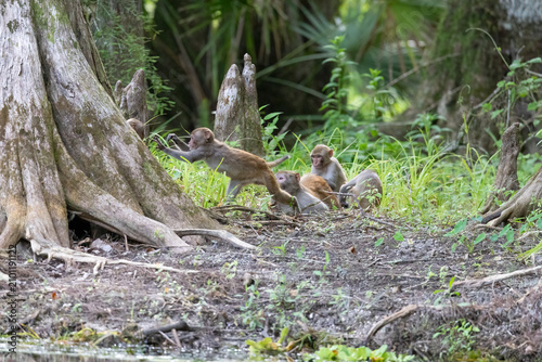 Photography A group of rhesus monkey that were grooming when two young ones reached out to p