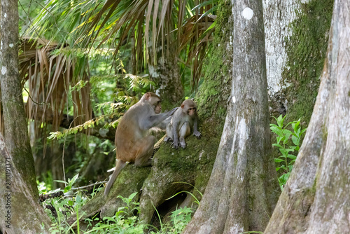 Photography An adult rhesus monkey grooming a baby rhesus monkey along the shore of the Silv