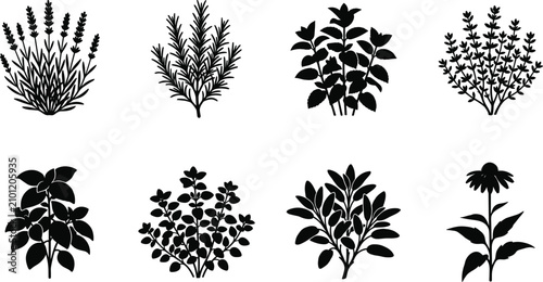 Billede på lærred Set of black and white culinary herb and medicinal plant silhouettes for cooking