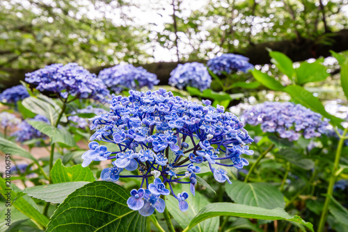 Photos 青い紫陽花の群生