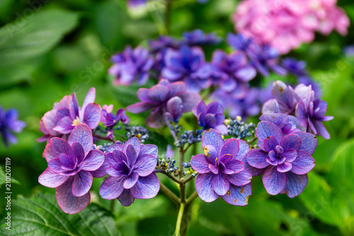 Photos ガクアジサイの花