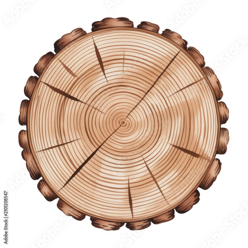 A cross-section of a tree trunk with visible growth rings