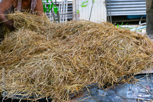Картината върху платно Farmer arranges dry rice straw as fuel for the charcoal making process Tradition