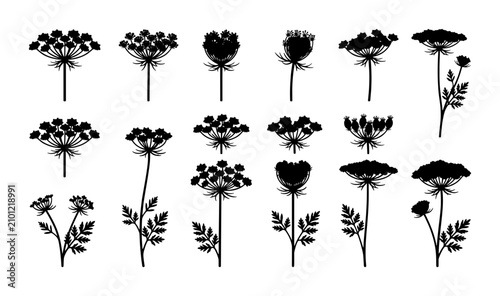 Fotografía Black Silhouette Wildflower Collection, Delicate Umbel Flowers, Botanical Vector