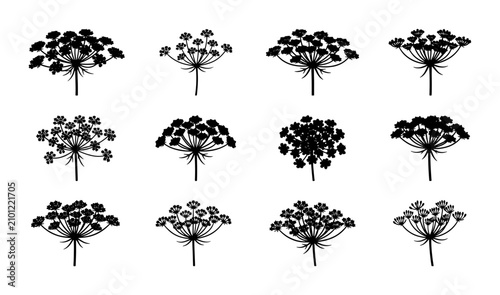 Foto Dill Flower Umbel Vector Icons, Black Silhouette Herb Seed Head Illustrations, C