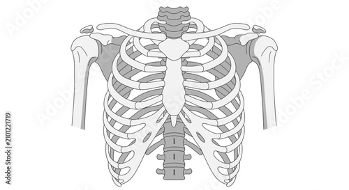 Human Skeleton Rib Cage Bones Anatomy.