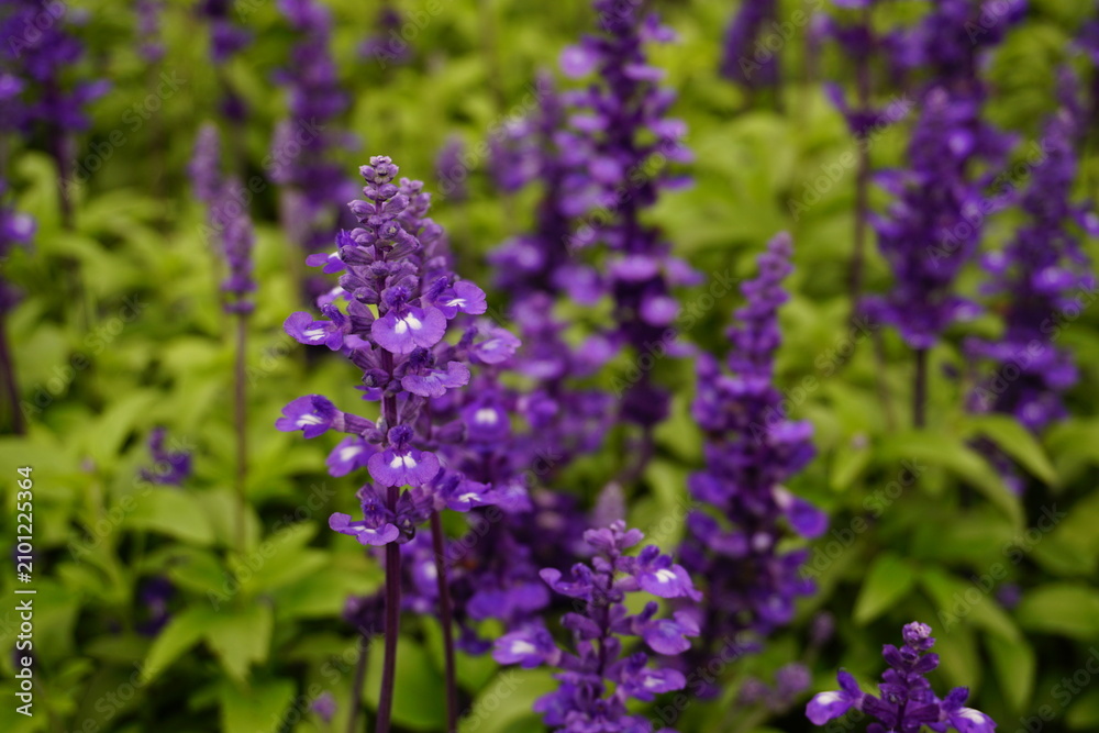 Obraz premium lavender flowers in the garden