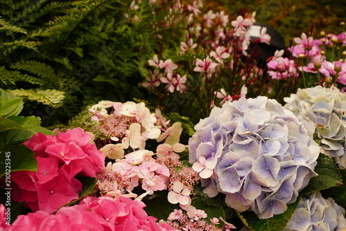 flowers in garden