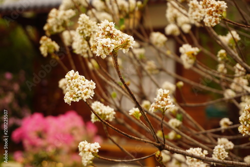 flowers on a tree