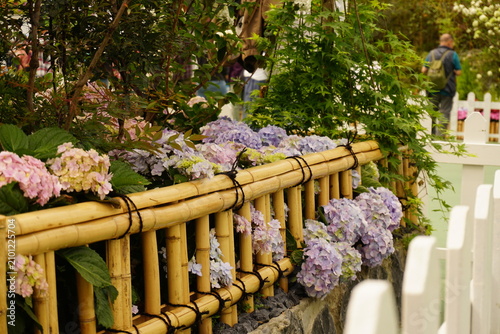 flowers and fence