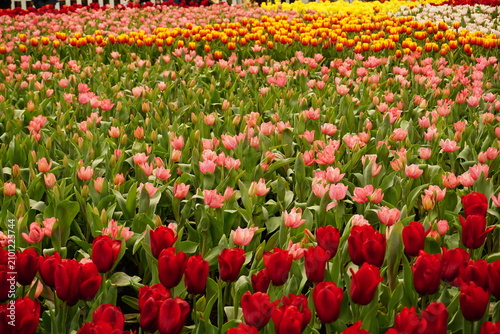 field of tulips