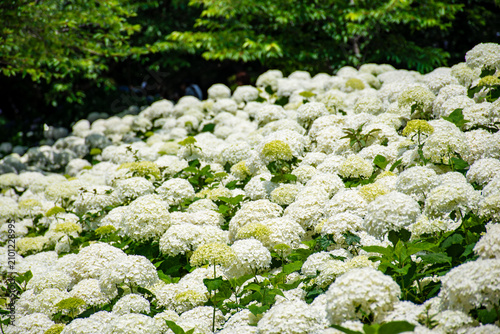 Photos 白い紫陽花の群生