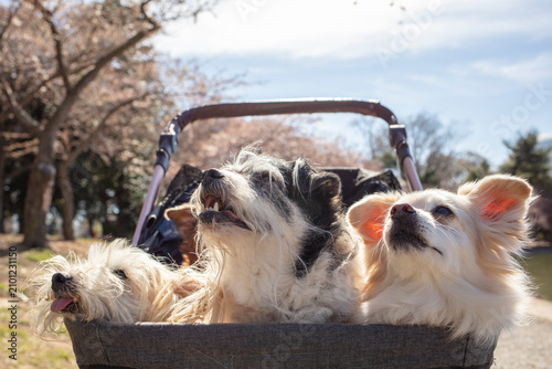 Slika na platnu old dogs in baby stroller