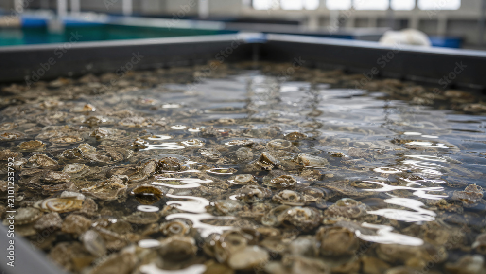 Fototapeta premium Farmers are growing oysters in large tanks filled with water at an aquaculture facility during the daytime